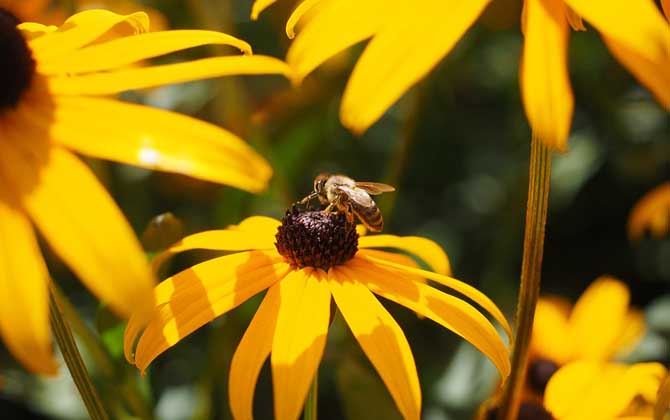 蜂毒的作用與功效及禁忌人群 蜜蜂