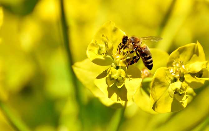 蜂毒的作用與功效及禁忌人群 蜜蜂