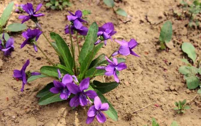 解蜂毒的中草藥有哪些? 紫花地丁
