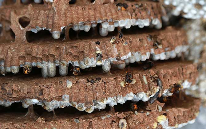 女人吃蜂蛹有什么好處? 蜂蛹