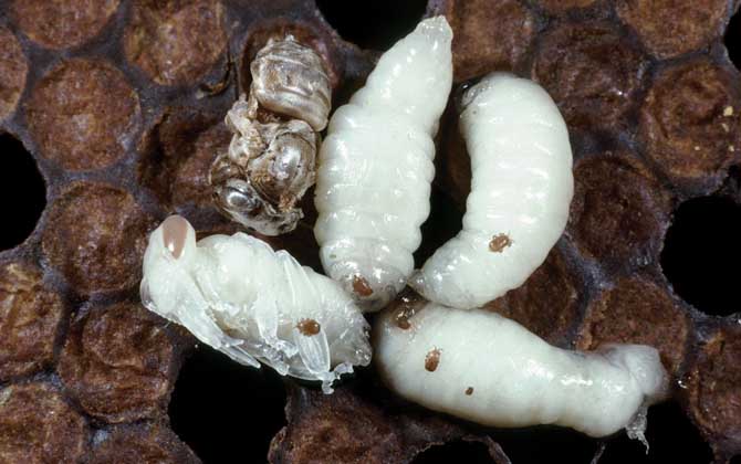 男人吃蜂蛹有什么好處? 蜂蛹