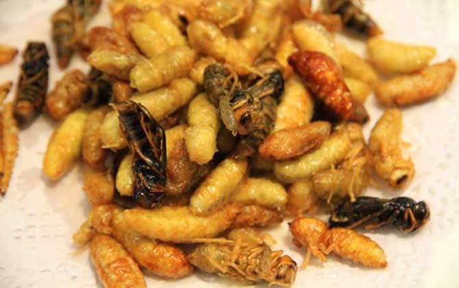 冷凍過的蜂蛹能吃嗎? 蜂蛹