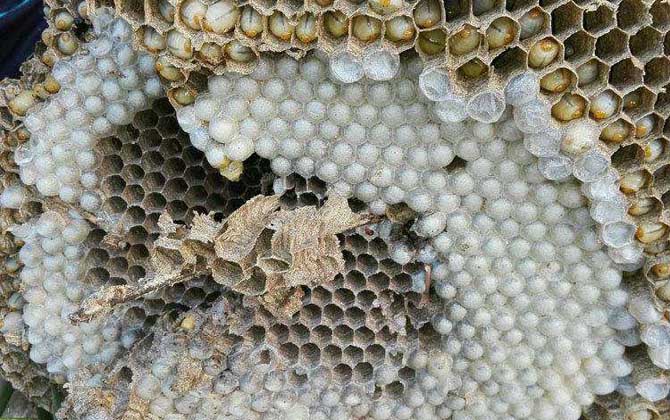 野生蜂蛹什么時候最多? 蜂蛹
