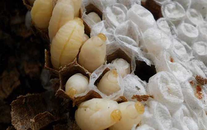 蜜蜂蛹和胡蜂蛹的區別 蜂蛹