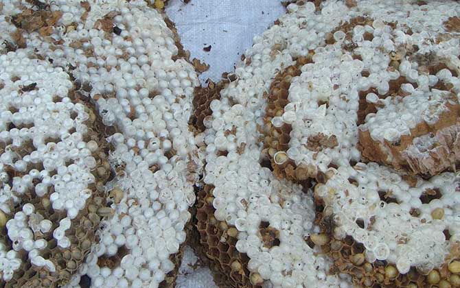 蜂蛹一次最多吃多少? 蜂蛹