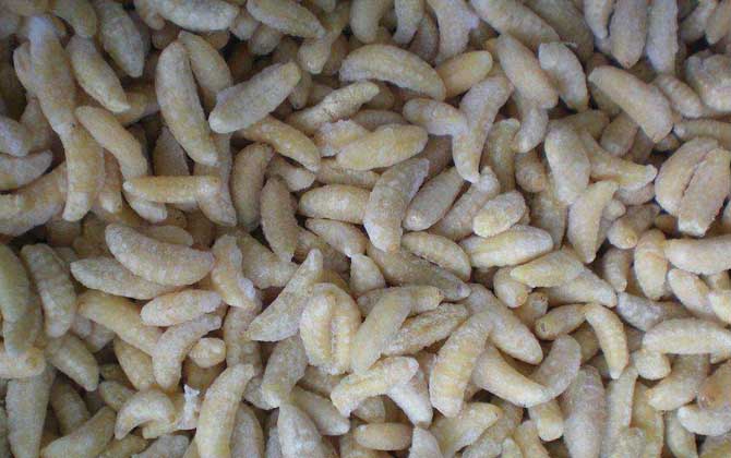 蜂蛹酒的禁忌及正確喝法 蜂蛹