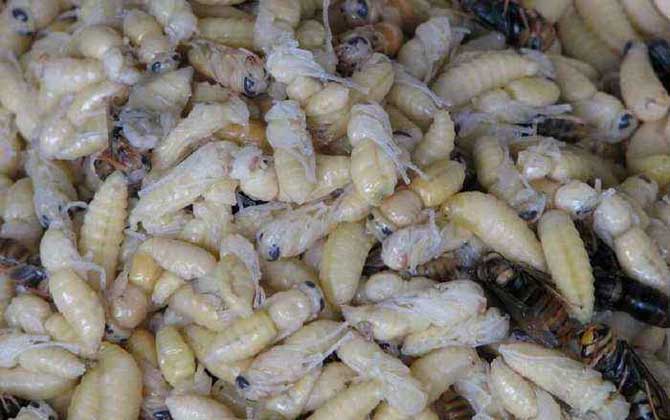 蜂蛹泡酒的作用與功效及簡單做法 蜂蛹