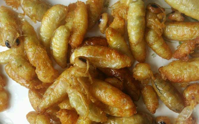 吃蜂蛹的禁忌及正確吃法 蜂蛹