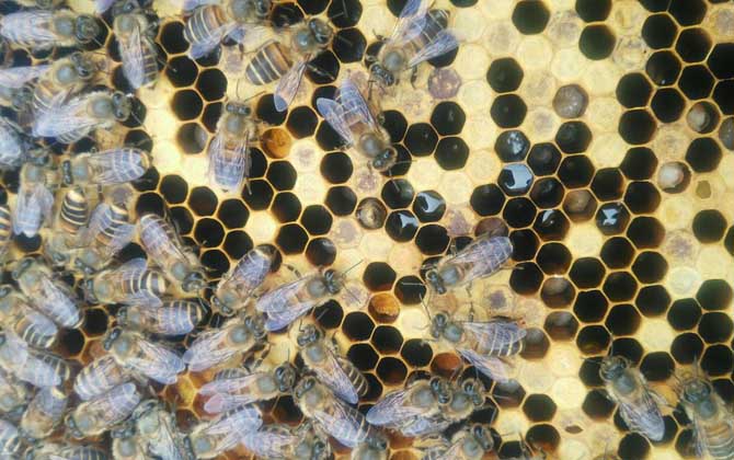 急造王臺幾天能出蜂王? 急造王臺