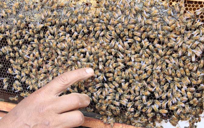 蜂王為什么不產卵? 蜂王不產卵