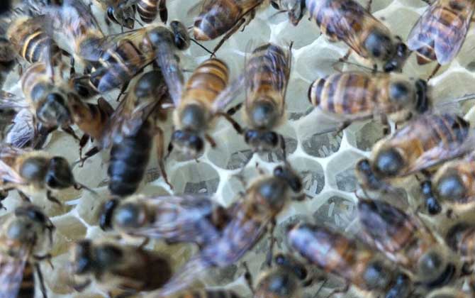 怎樣鑒別蜂王的好壞? 蜂王