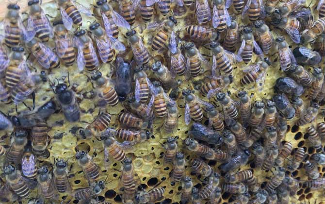 怎樣鑒別蜂王的好壞? 蜂王