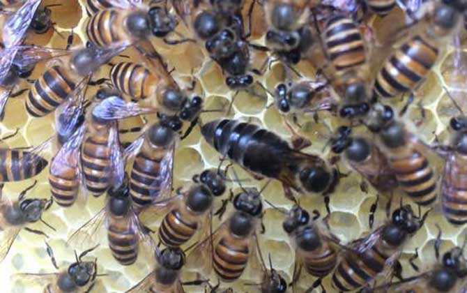 養(yǎng)蜂怎樣人工育王最簡(jiǎn)單? 人工育王