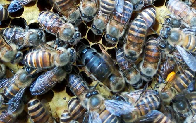 養(yǎng)蜂怎樣人工育王最簡(jiǎn)單? 人工育王