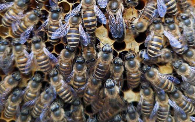 急造王臺與自然王臺有差別嗎? 急造王臺