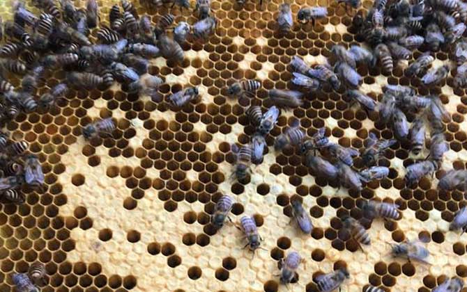 急造王臺與自然王臺有差別嗎? 急造王臺