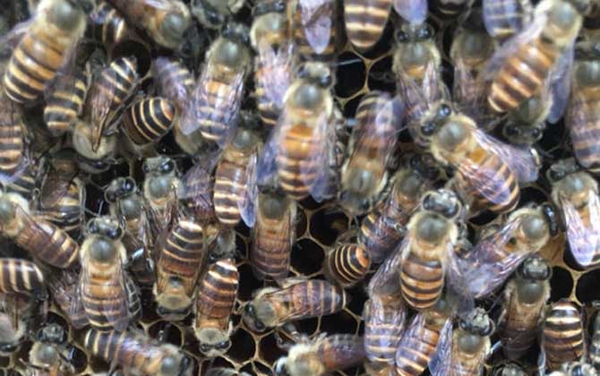 蜜蜂朝王的目的是什么? 蜜蜂朝王