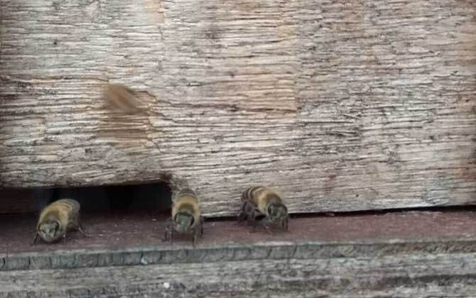 怎么判斷介王是否成功? 介王