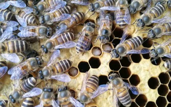 怎么判斷介王是否成功? 介王