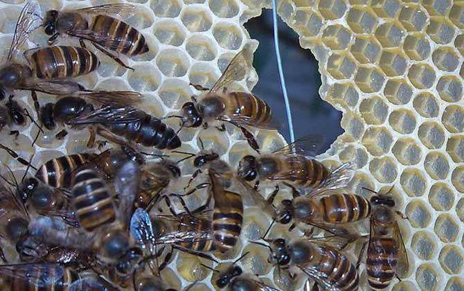 100只工蜂能養活蜂王嗎? 蜜蜂