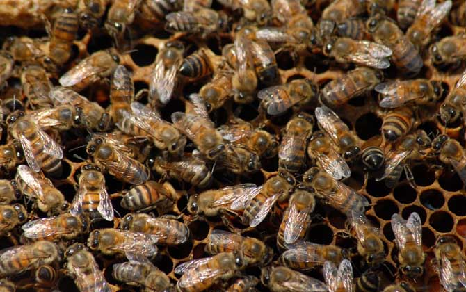 冬天蜂王產卵怎么處理? 蜂王產卵