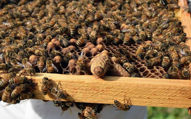 蜂王一天能產多少卵? 蜂王