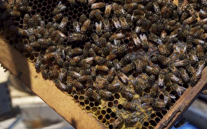 蜂王一天能產多少卵? 蜂王