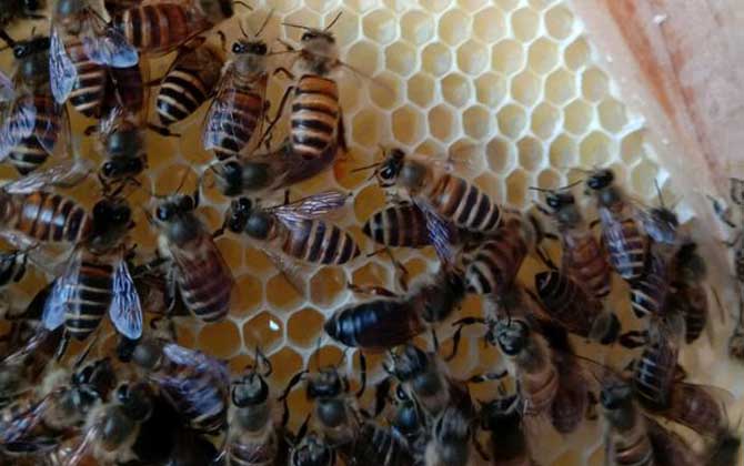 怎么從蜂群中找到蜂王? 怎么找到蜂王