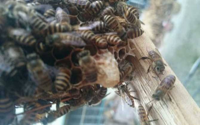 失王后幾天會急造王臺? 急造王臺