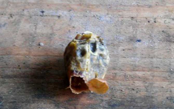 急造王臺一般幾天封蓋? 急造王臺