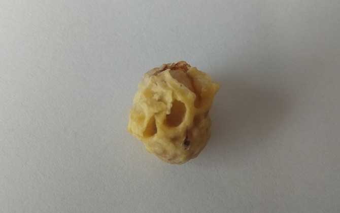 急造王臺蜂王能繁殖嗎? 急造王臺