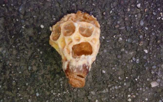 急造王臺蜂王能繁殖嗎? 急造王臺