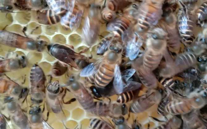 蜂王剪翅膀還能長(zhǎng)出來(lái)嗎? 蜂王