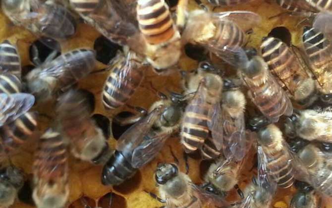 蜂王剪翅膀還能長(zhǎng)出來(lái)嗎? 蜂王