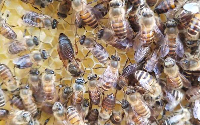 蜂王剪翅膀還可以交尾嗎? 蜂王