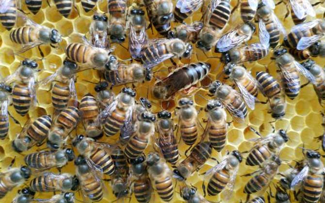 蜂王剪翅膀還可以交尾嗎? 蜂王