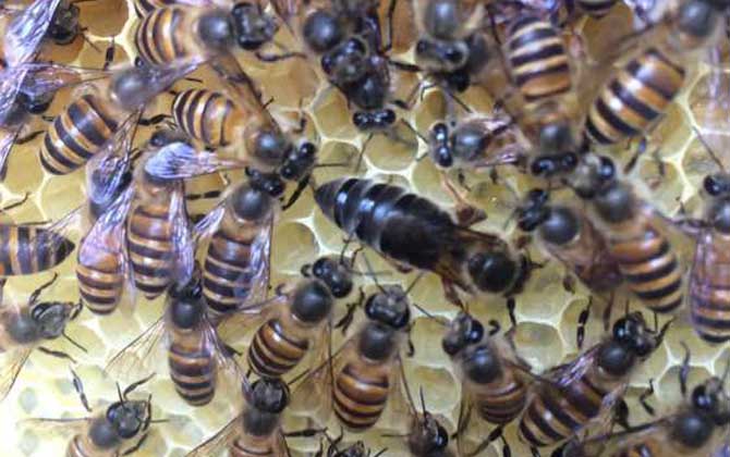 蜂王剪翅膀還可以交尾嗎? 蜂王