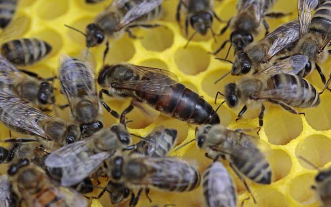 蜂王能剪翅膀嗎? 蜂王