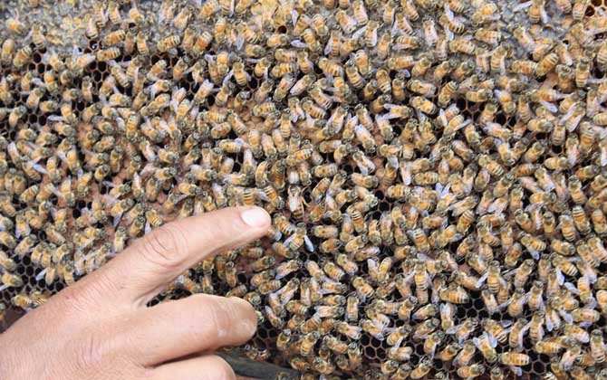 蜂王能剪翅膀嗎? 蜂王