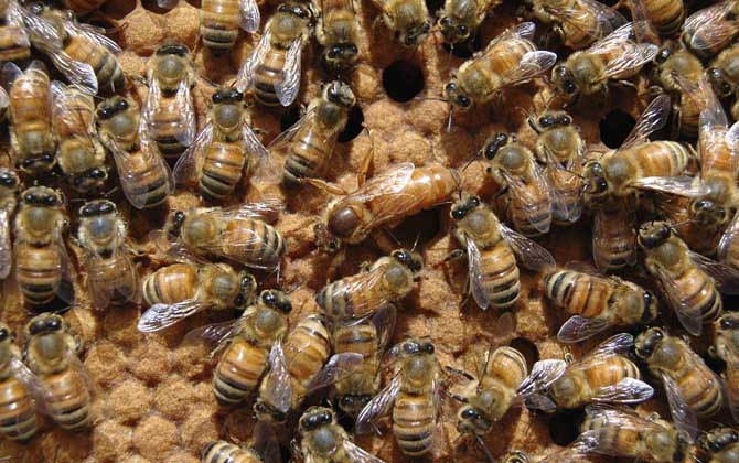 蜂王剪翅膀的壞處有哪些? 蜂王