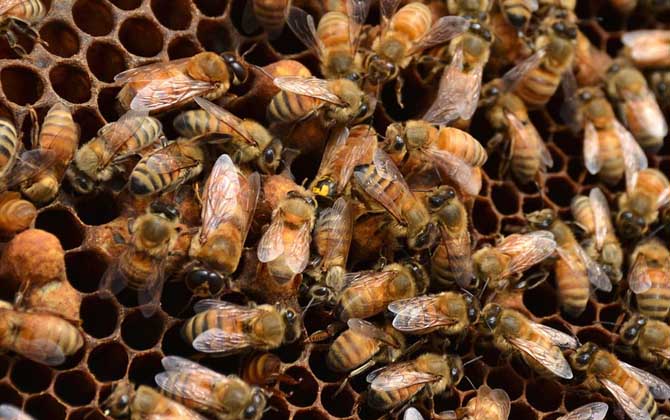 蜂王剪翅膀的壞處有哪些? 蜂王