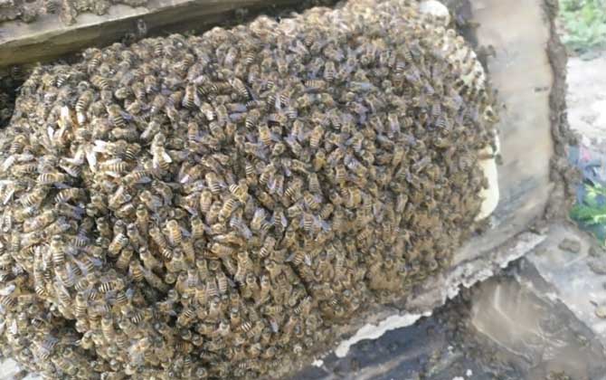 空蜂箱怎么引來蜜蜂? 蜂箱引蜂