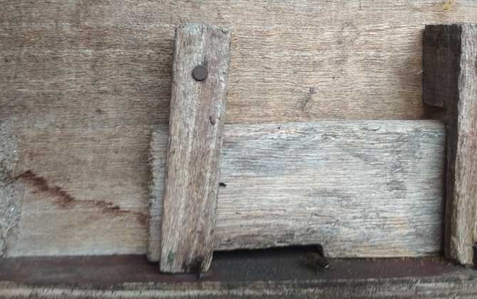 巧自制土蜂箱及注意事項 土蜂箱