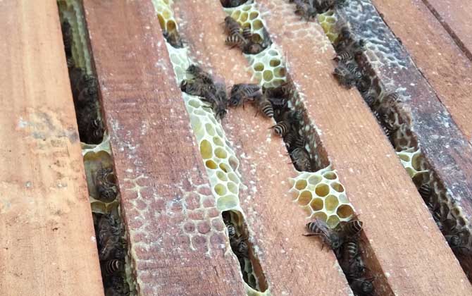 巧自制土蜂箱及注意事項 土蜂箱