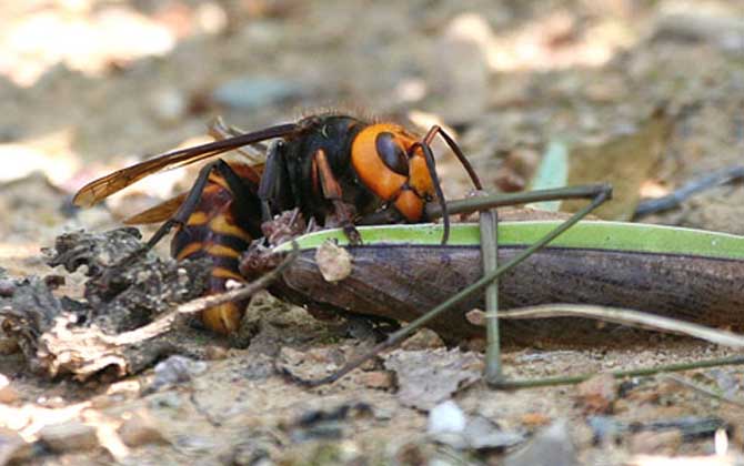 金環(huán)胡蜂能蟄死人嗎? 金環(huán)胡蜂