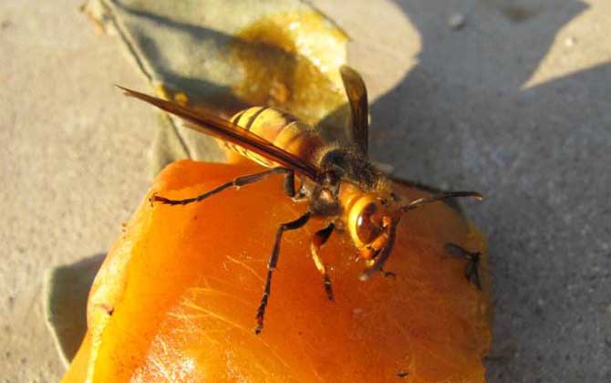 金環胡蜂吃什么食物? 金環胡蜂