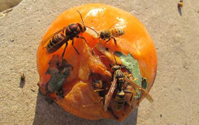 金環胡蜂吃什么食物? 金環胡蜂