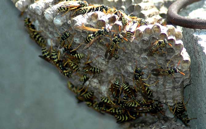 馬蜂和蜜蜂的區別 馬蜂