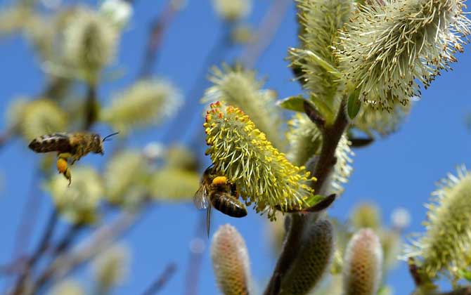 馬蜂和蜜蜂的區別 蜜蜂