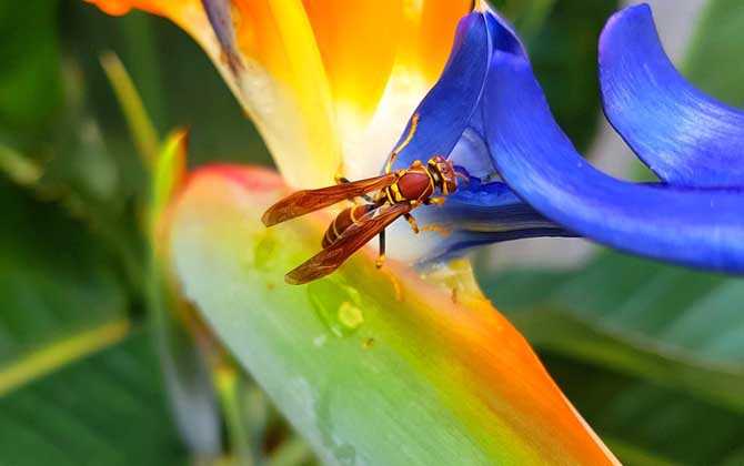 馬蜂最怕什么東西? 馬蜂